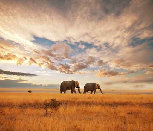 ELEPHANT IN AFRICA PICTURE