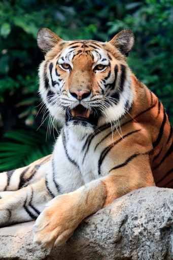 Bengal tiger starring at the camera and roaring