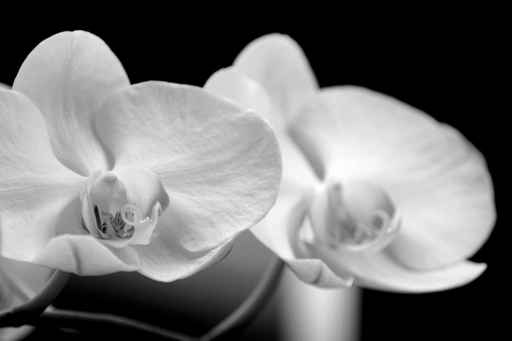 ORCHIDS BLACK AND WHITE PHOTO