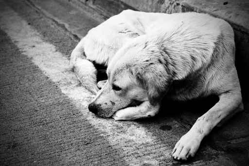Homeless stray dog