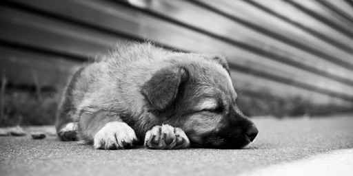 puppy sleeping on the street.