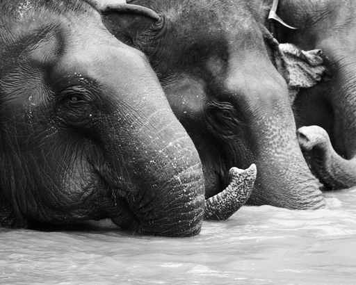 thai elephant 2