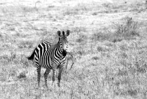 Lonely zebra image in black and white