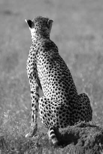 Wild cheetah in savanna in black and white