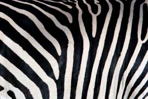 Zebra patterns