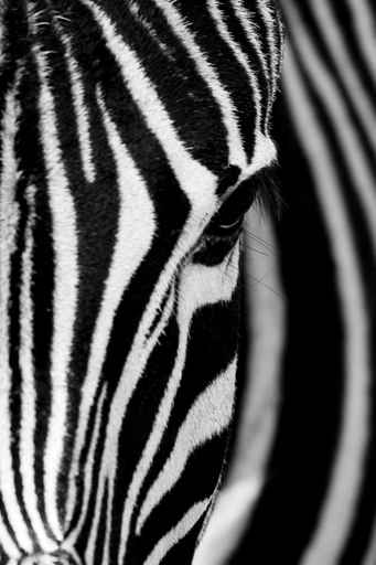 Face of the Zebra