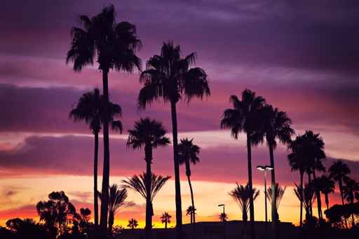 Palm trees and sunset