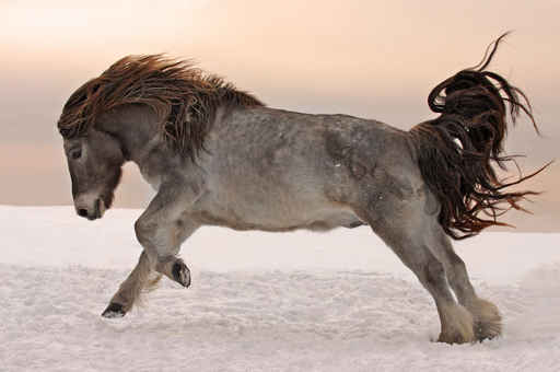 Northern horse from Yakutia