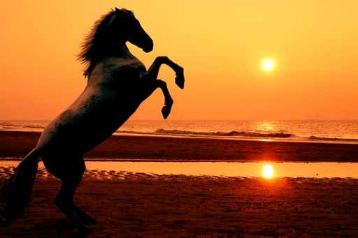 rearing horse at sunset