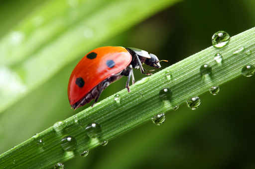 Ladybug running along the green wet grass.