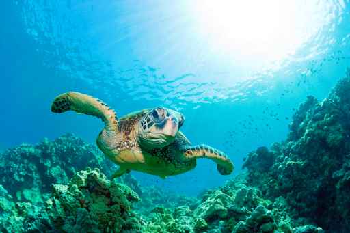sea turtle sunburst
