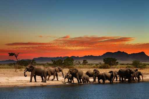 Herd of elephants in african savanna