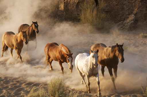 wild horses running