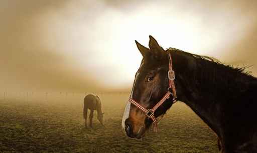 horse in the mist