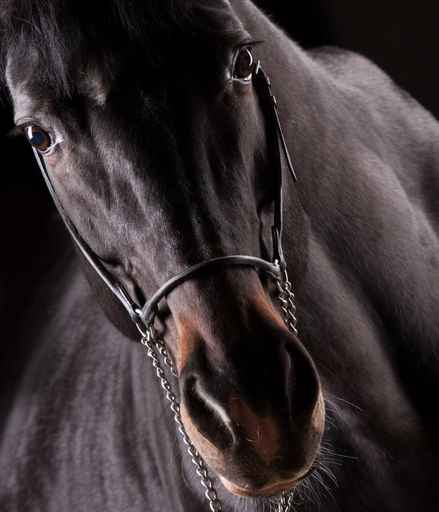 Portrait of a dark horse