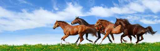 herd gallops in green field