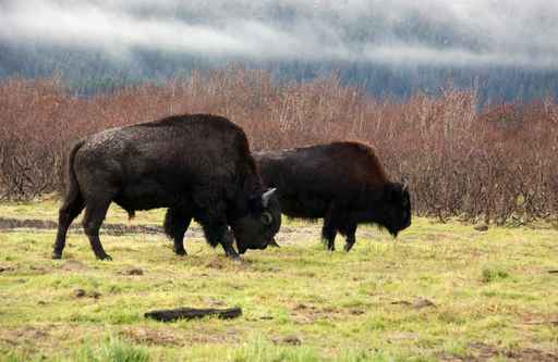Bison Grazing, Alaska