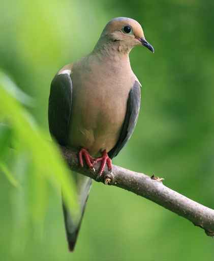 MOurning dove