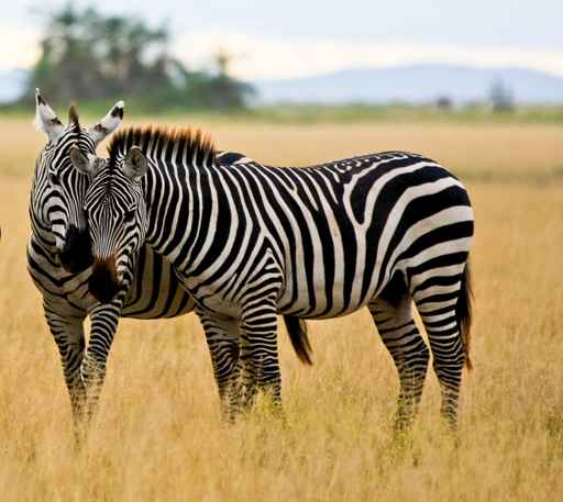 zebra buddies