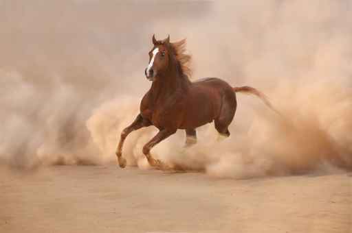 Purebred arabian horse in desert storm
