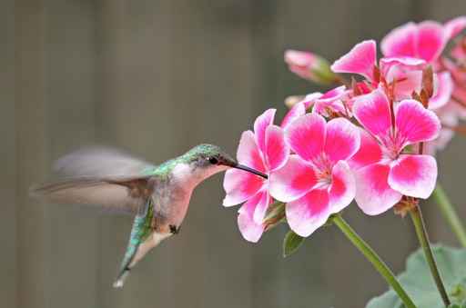 Ruby-throated Hummingbird and Flower