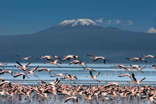 Uccelli con il Kilimangiaro
