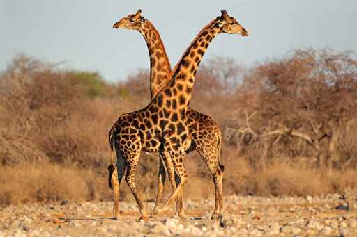 Giraffe bulls, Etosha National Park