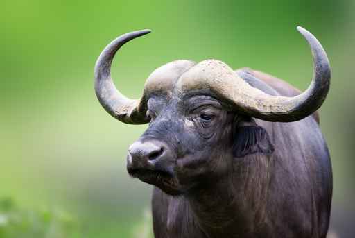 African buffalo Portrait