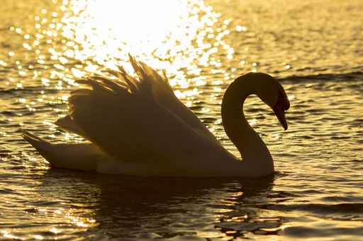 swan in the sunset