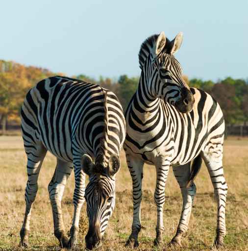 Two striped zebra in the African savanna