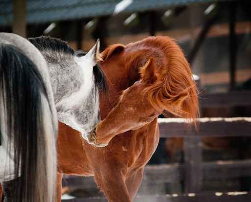 horses communicating