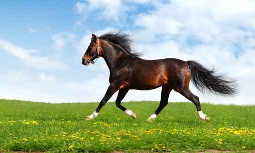 arabian horse trots - realistic photomontage