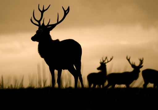 Leader Of The Herd (Red Deer Cervus Elaphus)