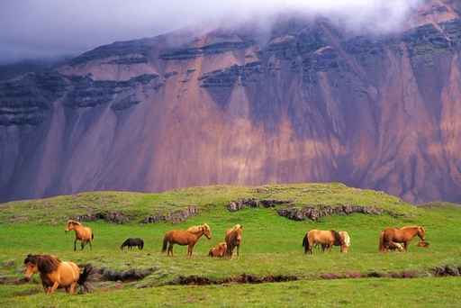 Icelandic horses in a peaceful meadow, Iceland
