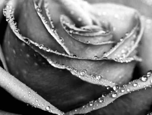 Monochrome wet rose close-up shot
