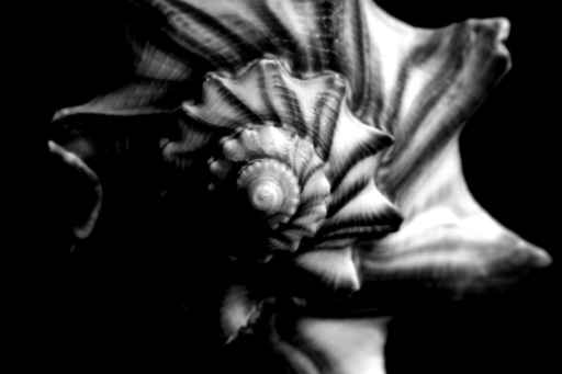 seashell end, in black and white