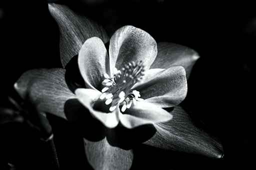 Colorado Columbine Flower In Black And White