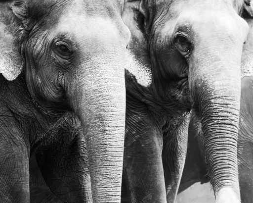 thai elephant 11