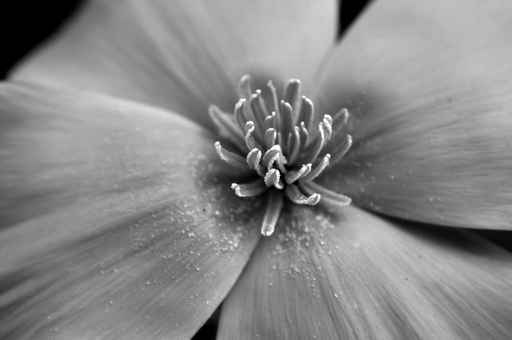 Closeup of a black and white flower