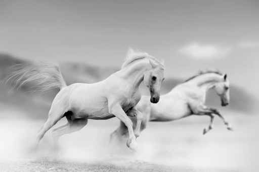 horses in desert