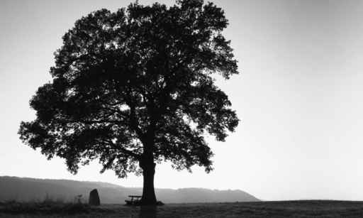 tree of silence - einsamkeit
