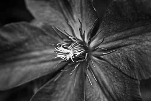  clematis b&w