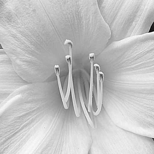 lily white