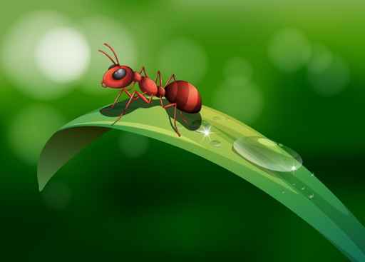 An ant above the leaf