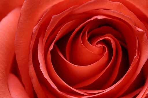 inside the rose