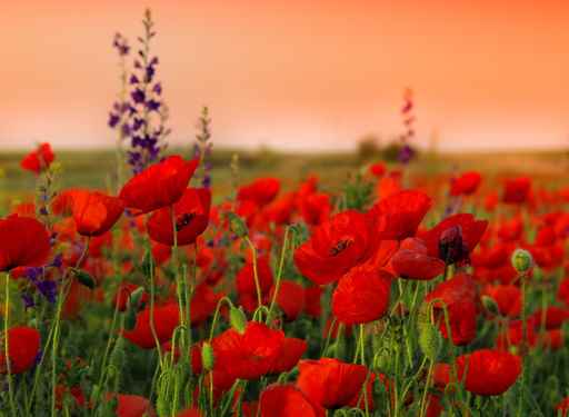 Field of poppies on a sunset