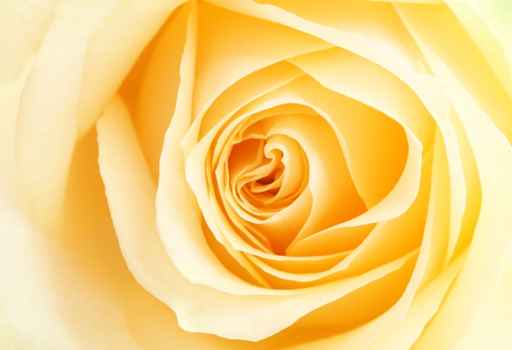 yellow rose petals