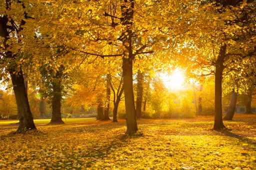 Park im Herbst mit Sonnenstrahlen
