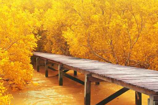 Wood bridge&yellow mangrove forest.