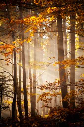 Beautiful autumn woods landscape